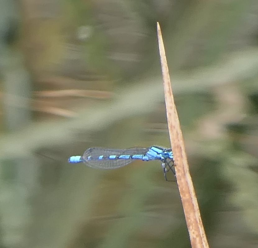 Enallagma cyathigerum  - Fabio Angeli