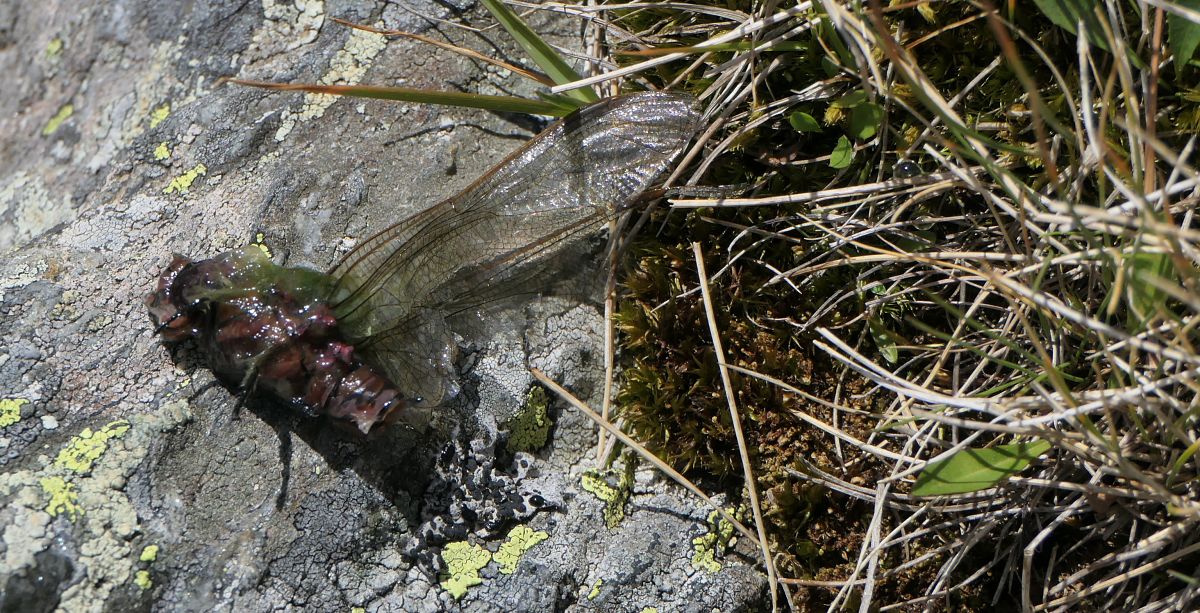 Aeshna juncea  - Fabio Angeli