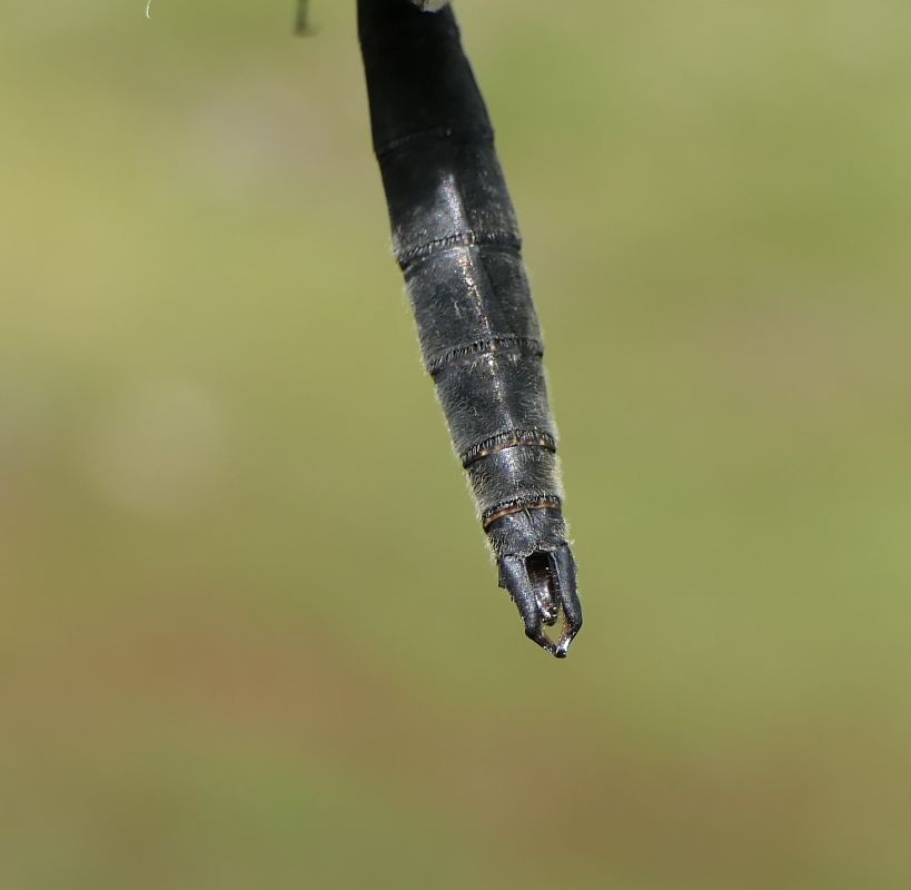 Somatochlora alpestris  - Fabio Angeli