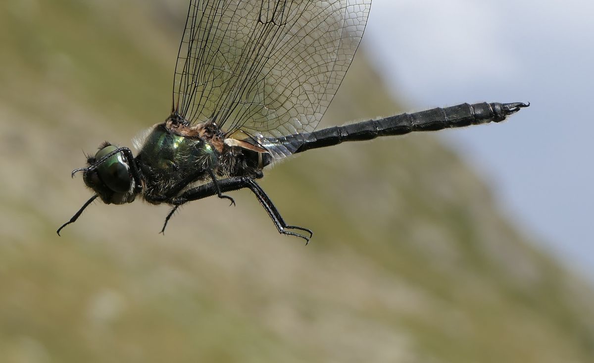 Somatochlora alpestris  - Fabio Angeli