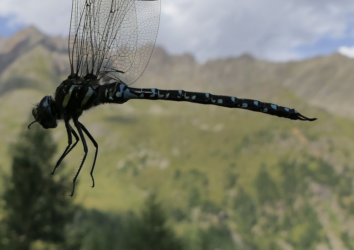 Aeshna juncea  - Fabio Angeli