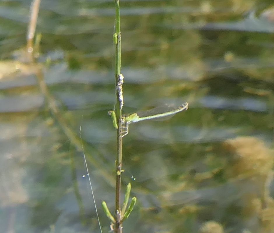 Ischnura elegans  - Fabio Angeli