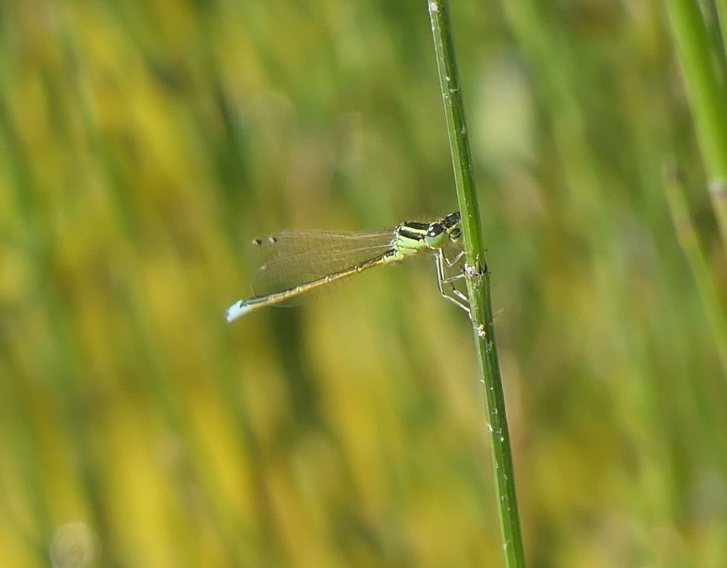 Ischnura elegans  - Fabio Angeli