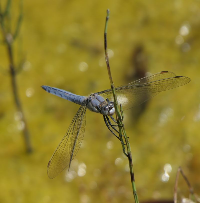 Orthetrum brunneum  - Fabio Angeli