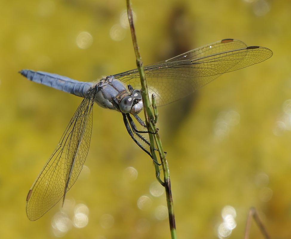 Orthetrum brunneum  - Fabio Angeli