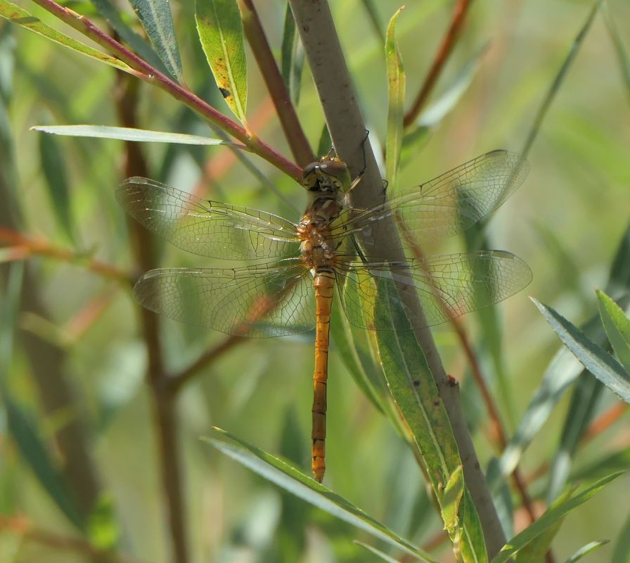 Sympetrum striolatum  - Fabio Angeli