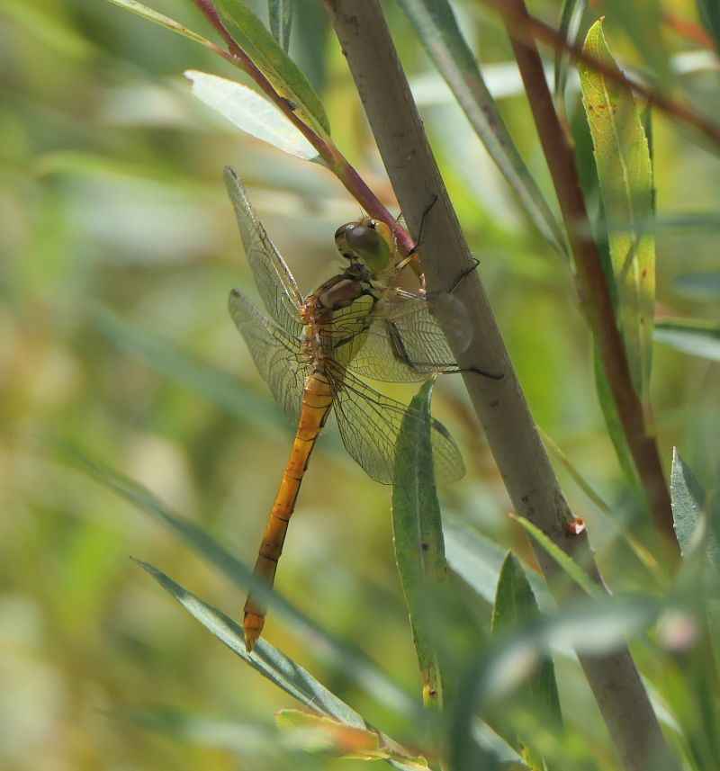 Sympetrum striolatum  - Fabio Angeli