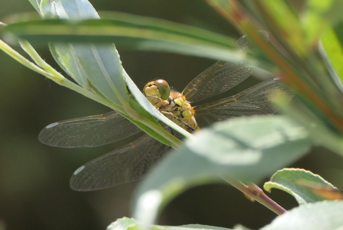 Sympetrum striolatum  - Fabio Angeli