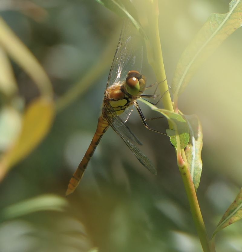 Sympetrum striolatum  - Fabio Angeli