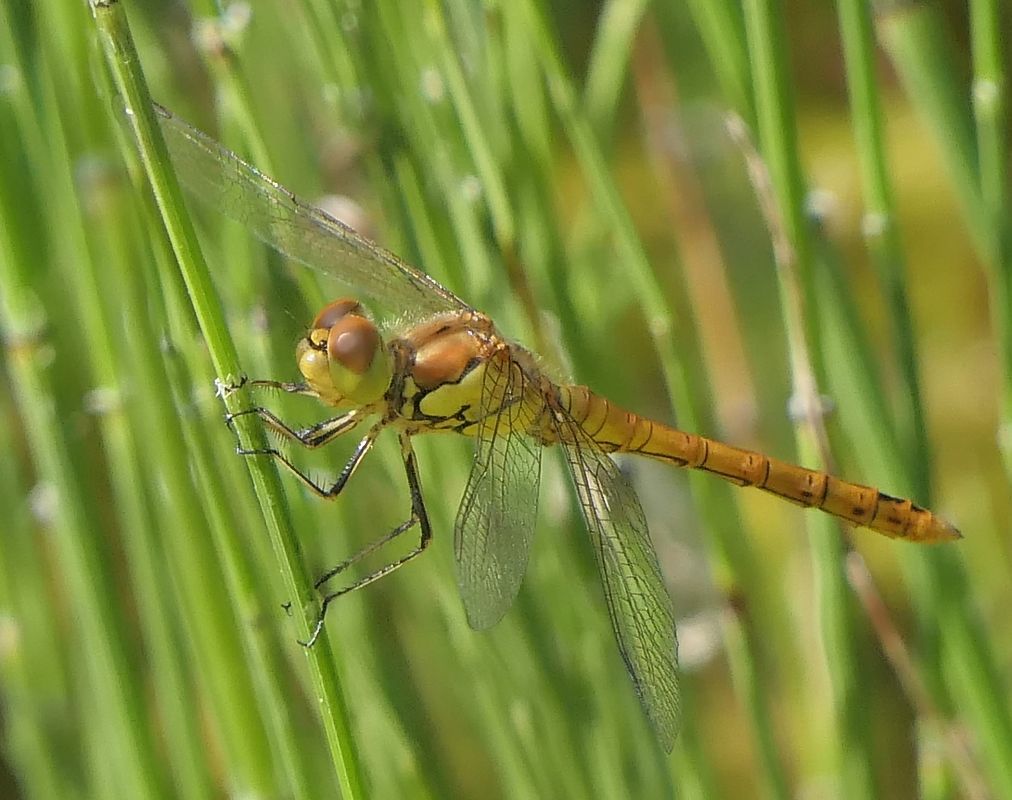 Sympetrum striolatum  - Fabio Angeli