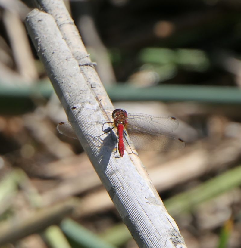 Sympetrum sanguineum  - Fabio Angeli