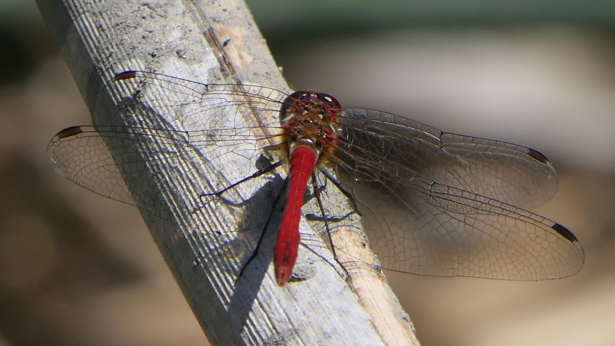 Sympetrum sanguineum  - Fabio Angeli