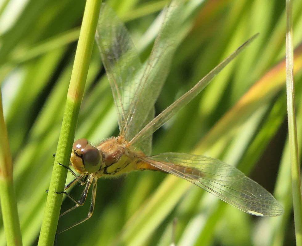Sympetrum vulgatum  - Fabio Angeli