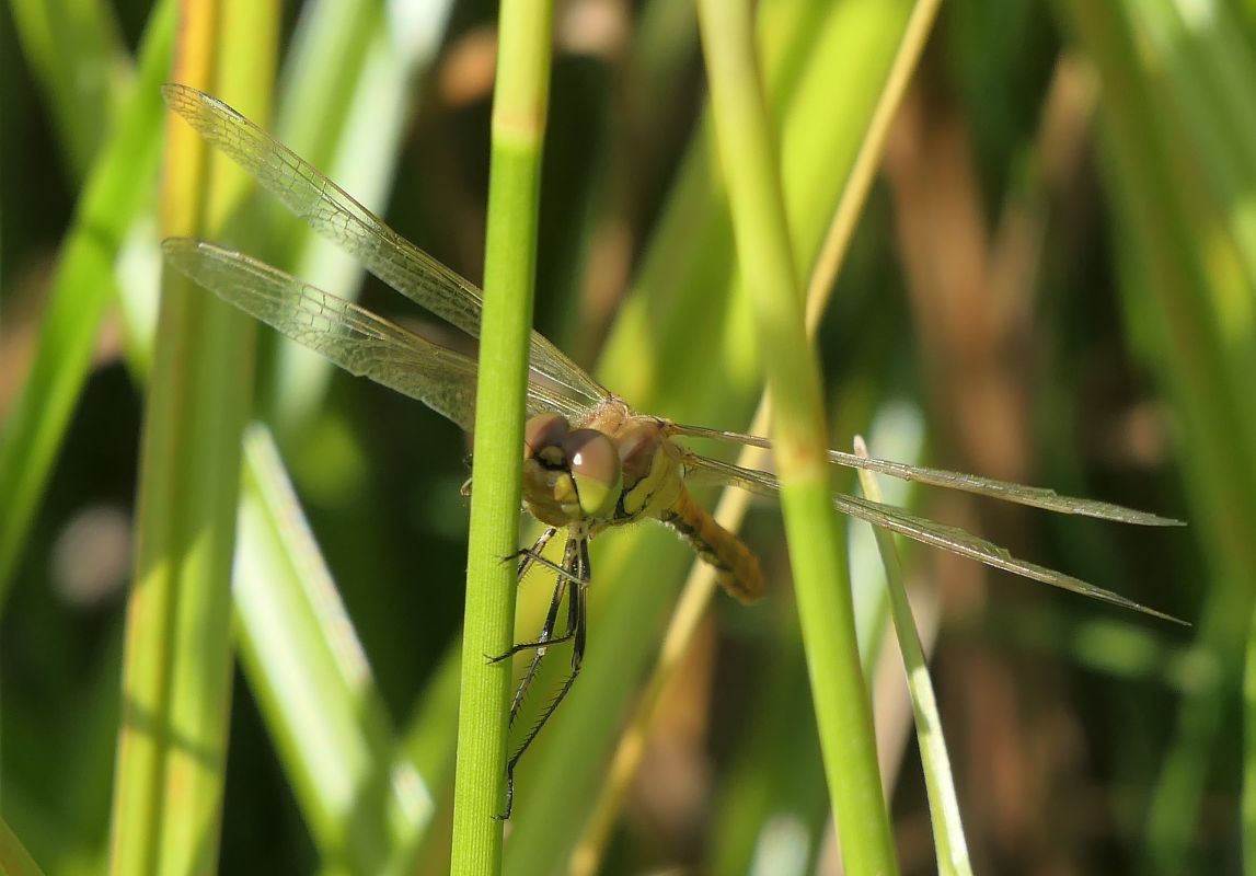 Sympetrum vulgatum  - Fabio Angeli