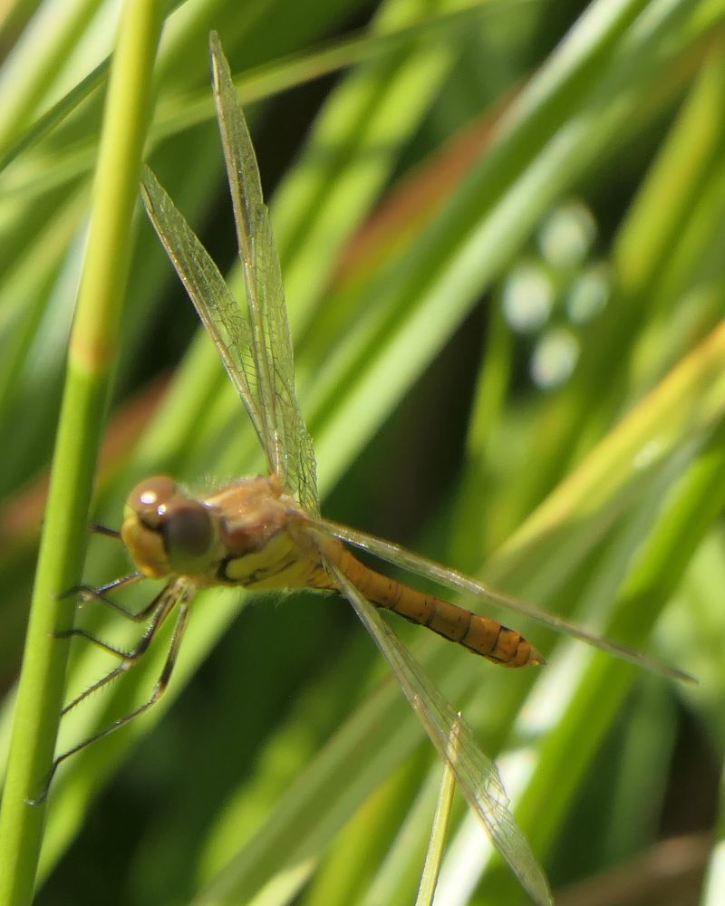 Sympetrum vulgatum  - Fabio Angeli