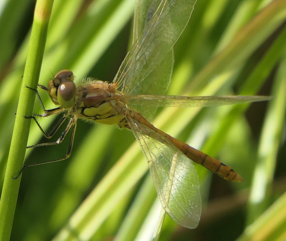 Sympetrum vulgatum  - Fabio Angeli