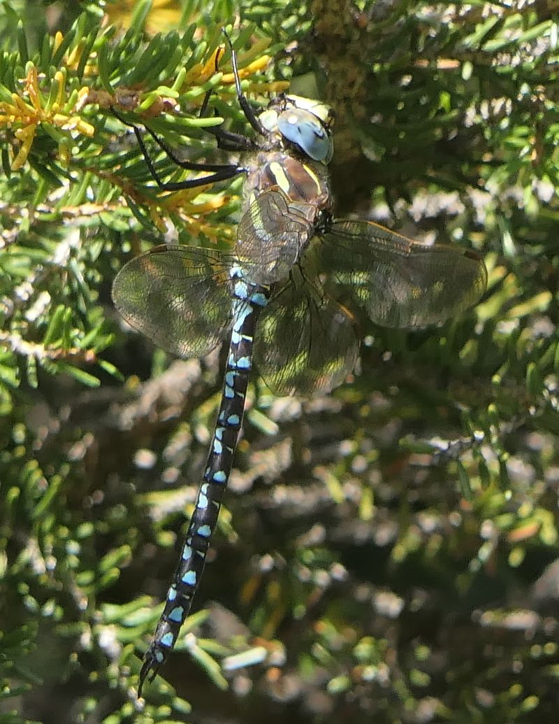 Aeshna juncea  - Fabio Angeli
