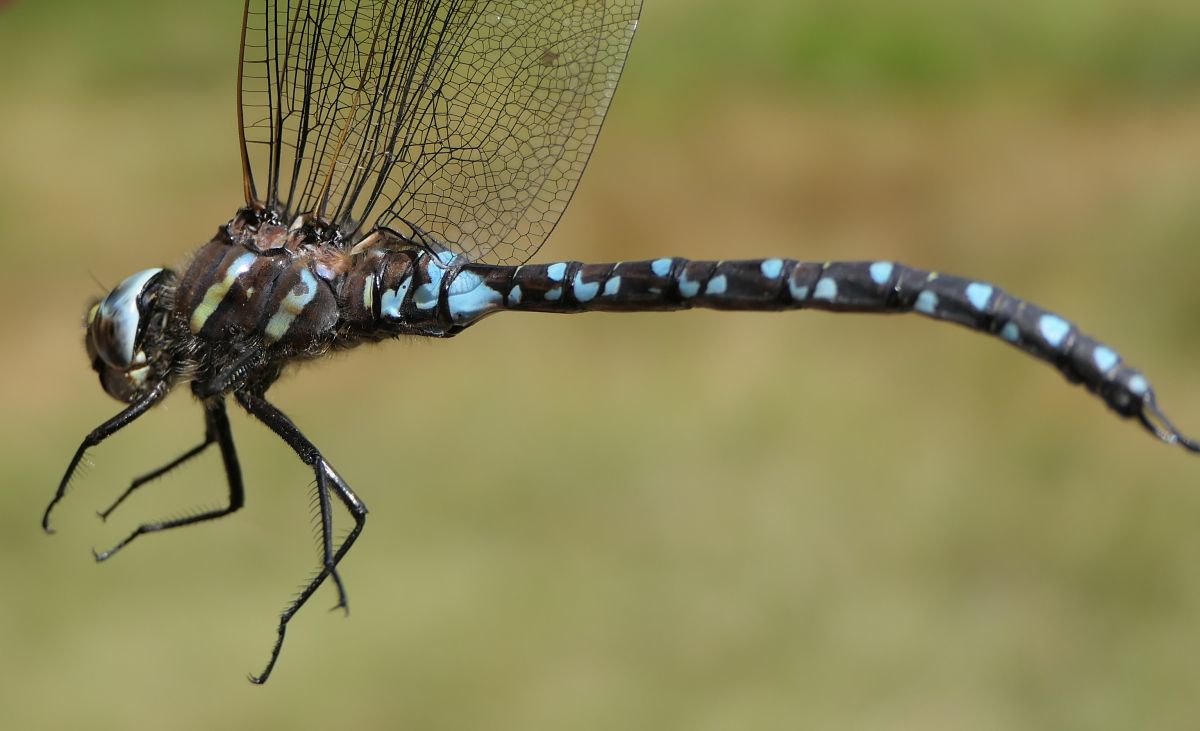 Aeshna juncea  - Fabio Angeli