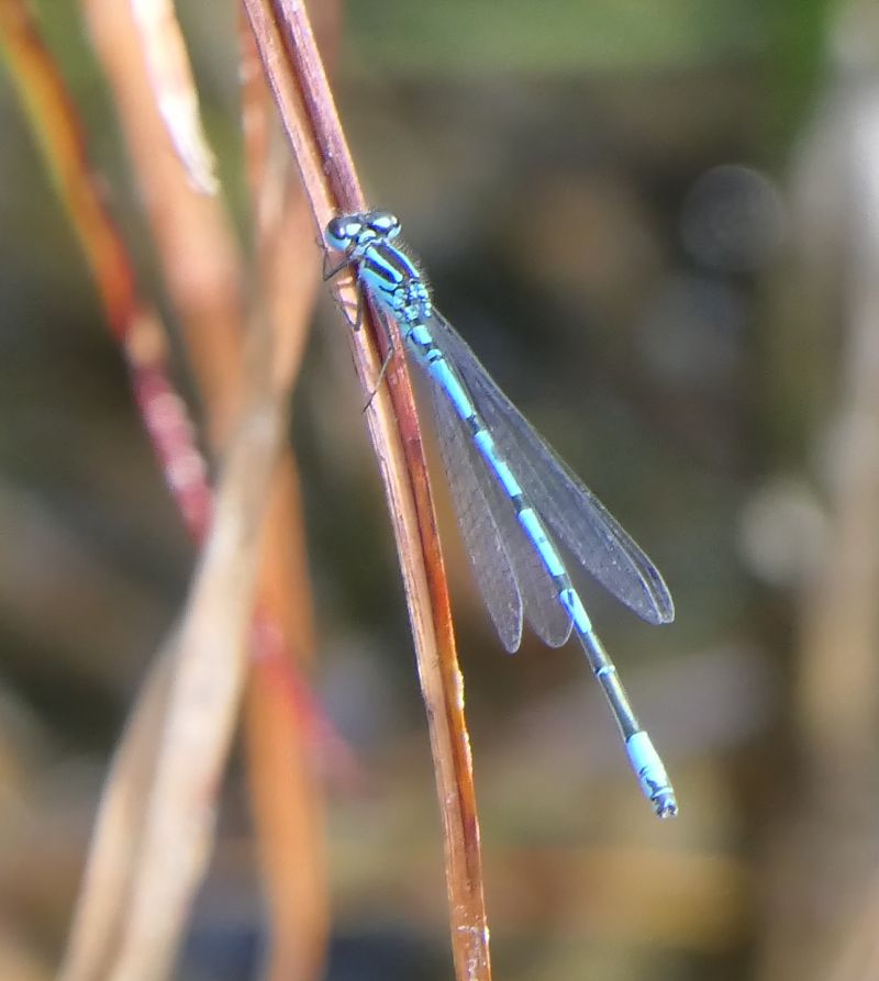 Coenagrion sp.  - Fabio Angeli