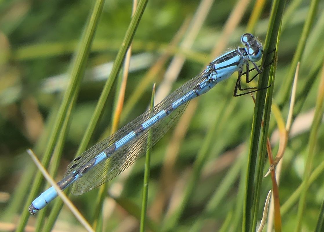 Enallagma cyathigerum  - Fabio Angeli