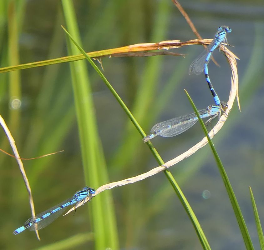 Enallagma cyathigerum  - Fabio Angeli