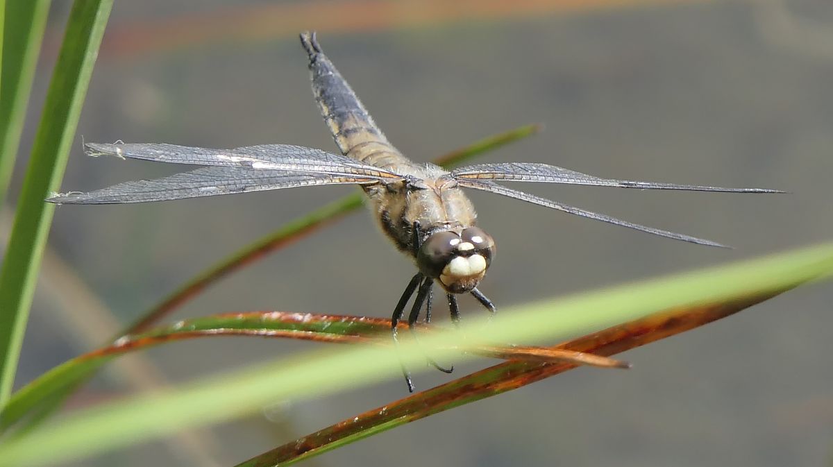Libellula quadrimaculata  - Fabio Angeli