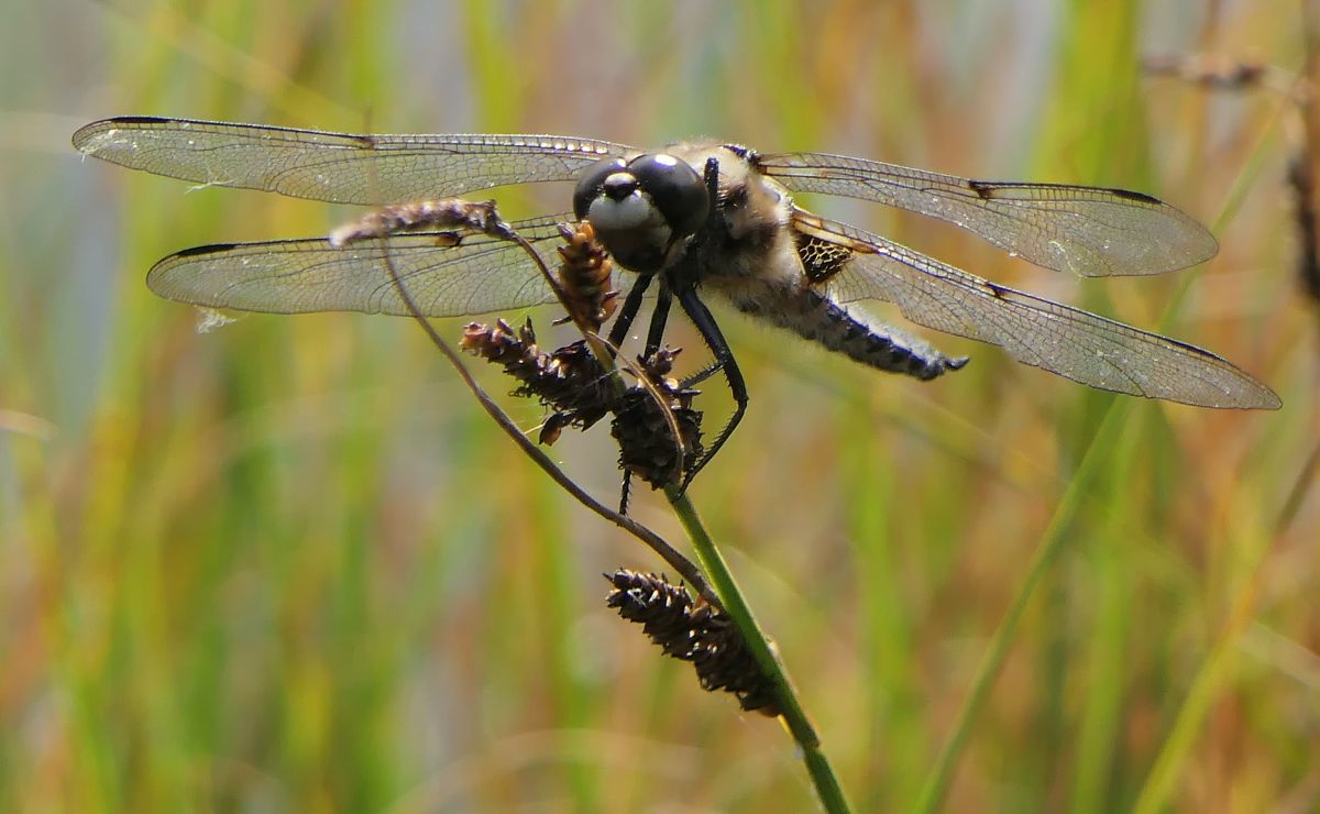 Libellula quadrimaculata  - Fabio Angeli