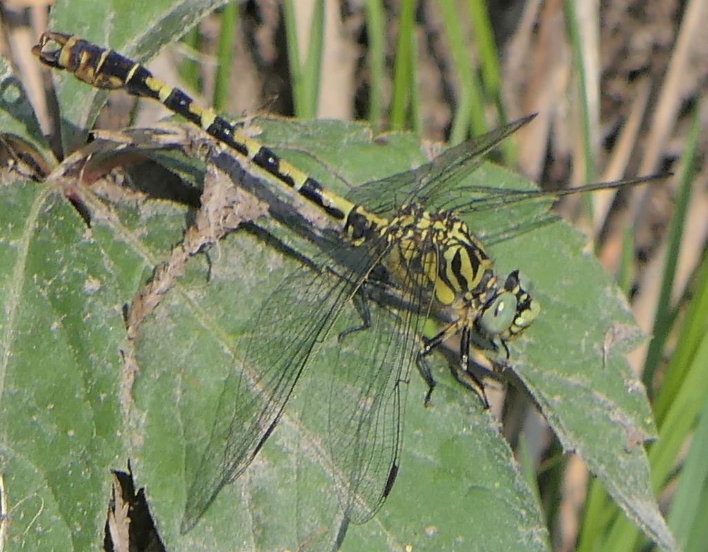 Onychogomphus forcipatus  - Fabio Angeli