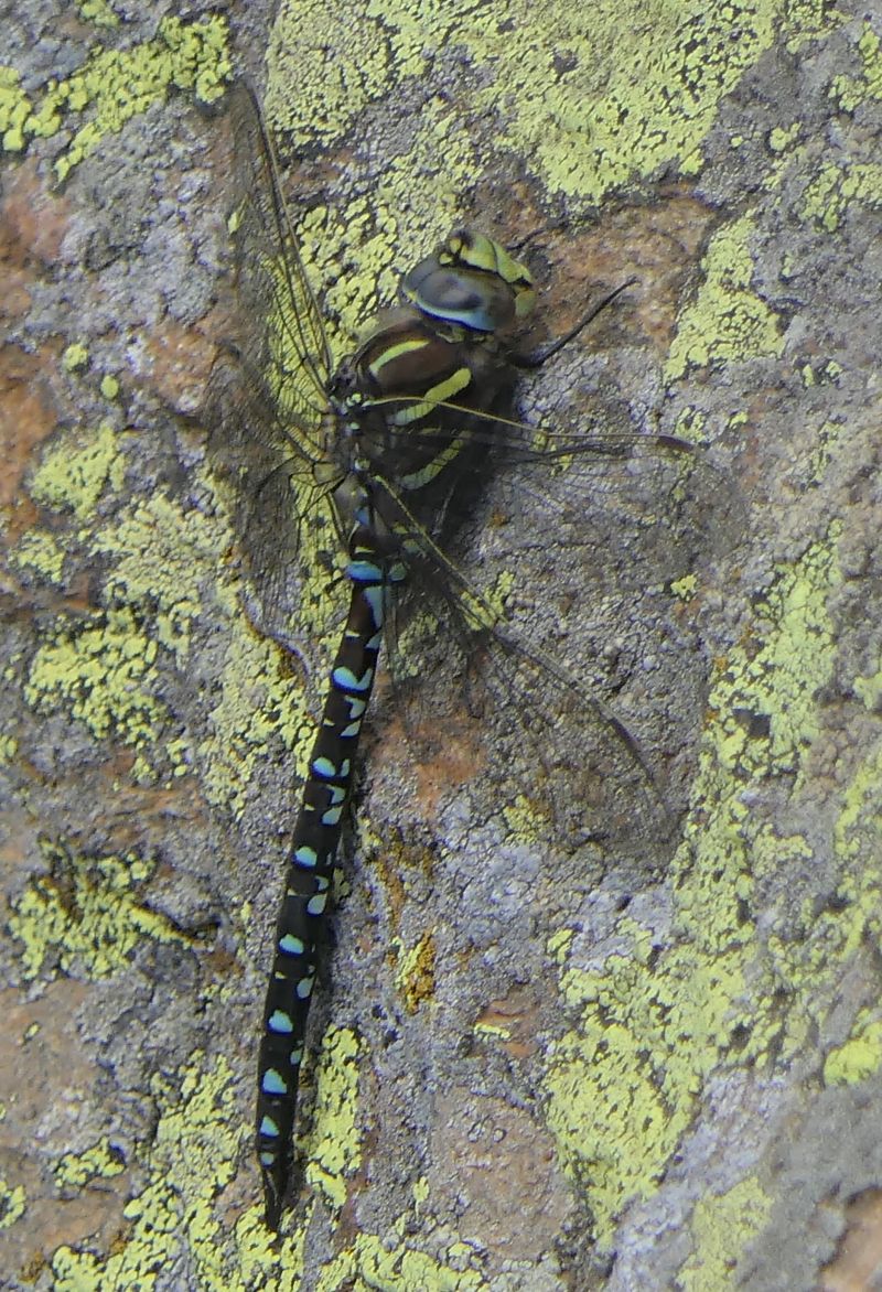 Aeshna juncea  - Fabio Angeli