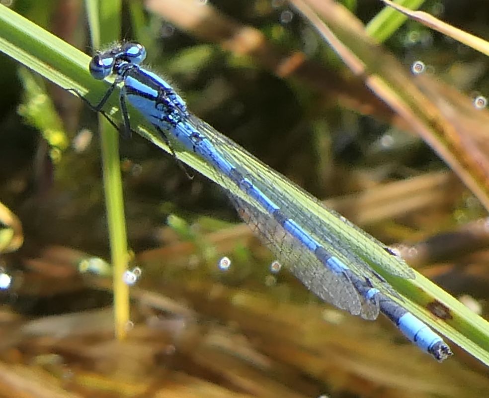 Enallagma cyathigerum  - Fabio Angeli