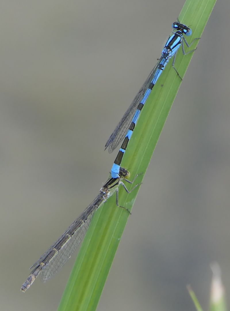 Enallagma cyathigerum  - Fabio Angeli