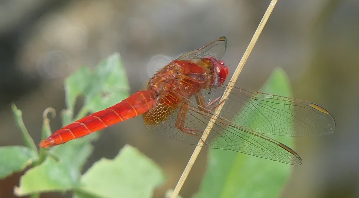 Crocothemis erythraea  - Fabio Angeli