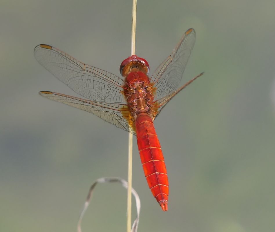 Crocothemis erythraea  - Fabio Angeli