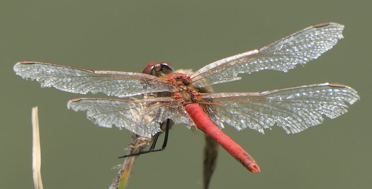 Sympetrum fonscolombei  - Fabio Angeli