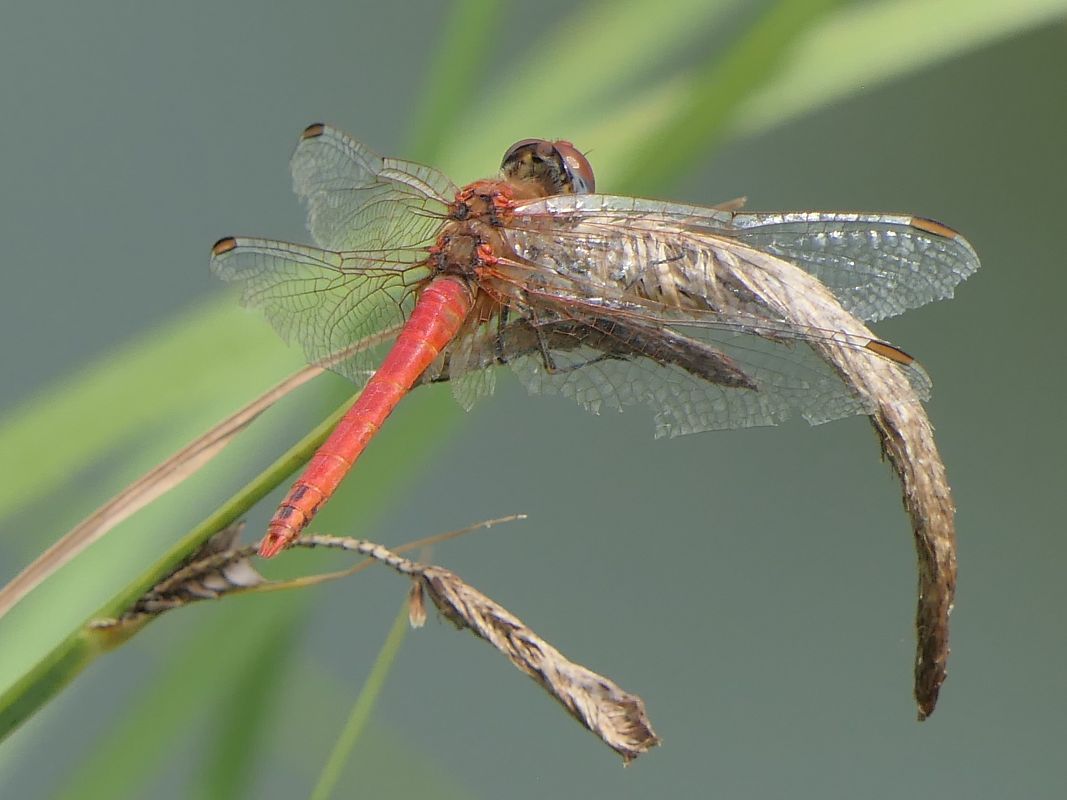 Sympetrum fonscolombei  - Fabio Angeli