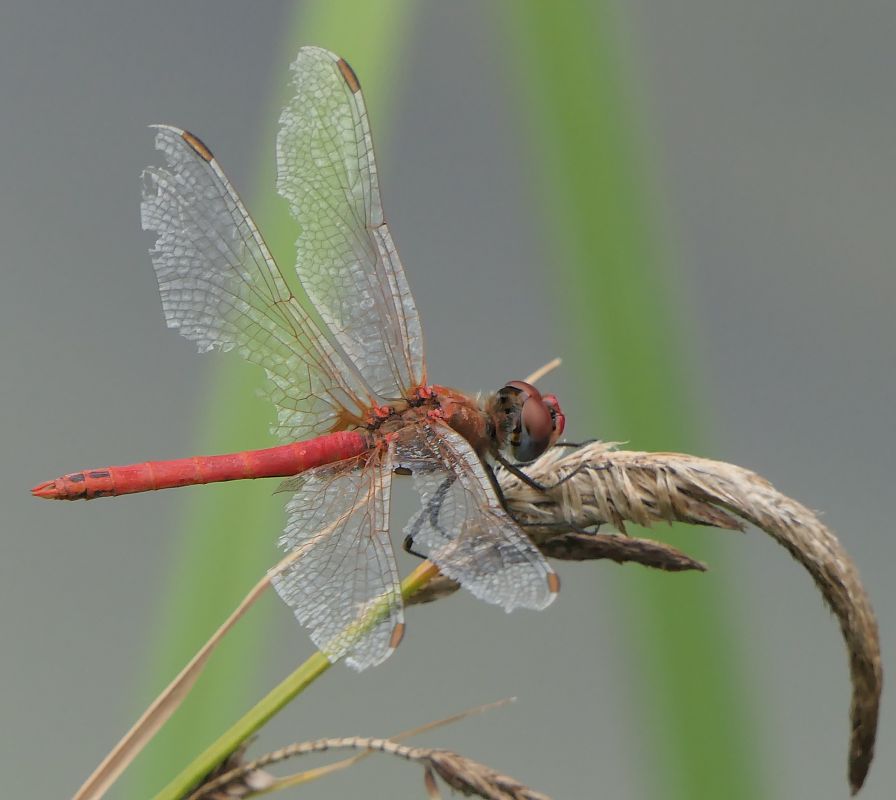 Sympetrum fonscolombei  - Fabio Angeli