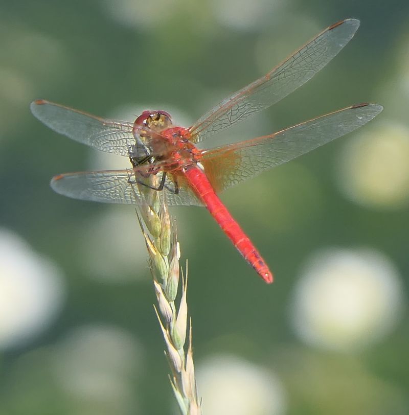 Sympetrum fonscolombei  - Fabio Angeli