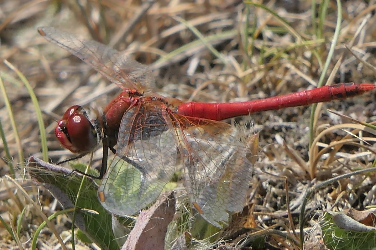 Sympetrum fonscolombei  - Fabio Angeli