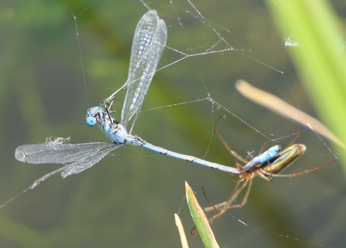Enallagma cyathigerum  - Fabio Angeli