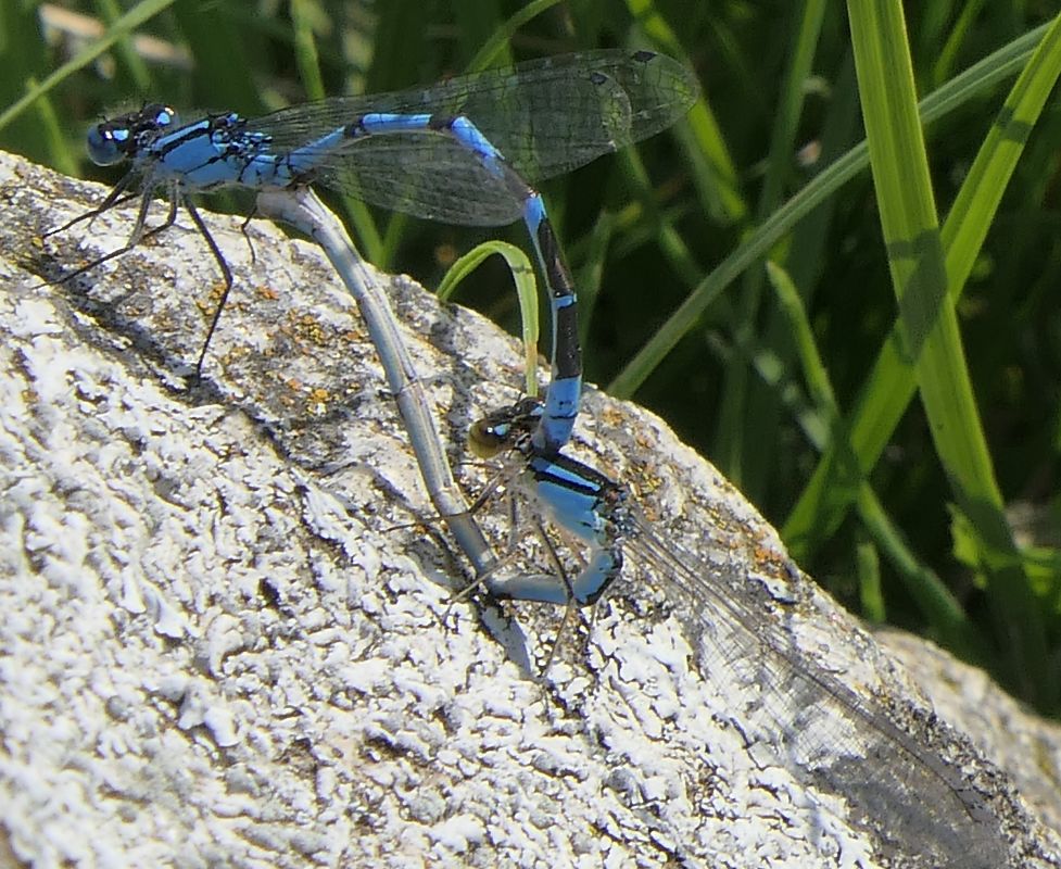 Enallagma cyathigerum  - Fabio Angeli