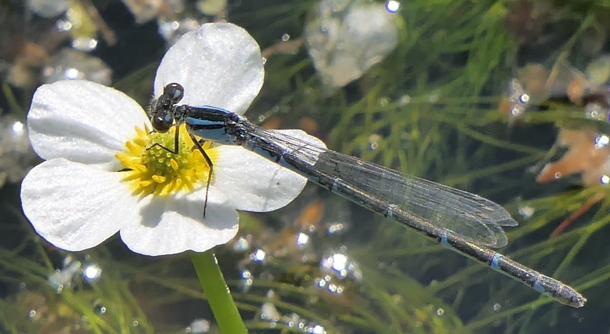Enallagma cyathigerum  - Fabio Angeli
