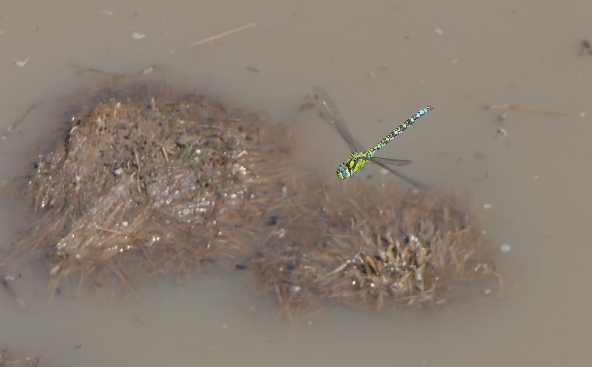 Aeshna cyanea  - Fabio Angeli