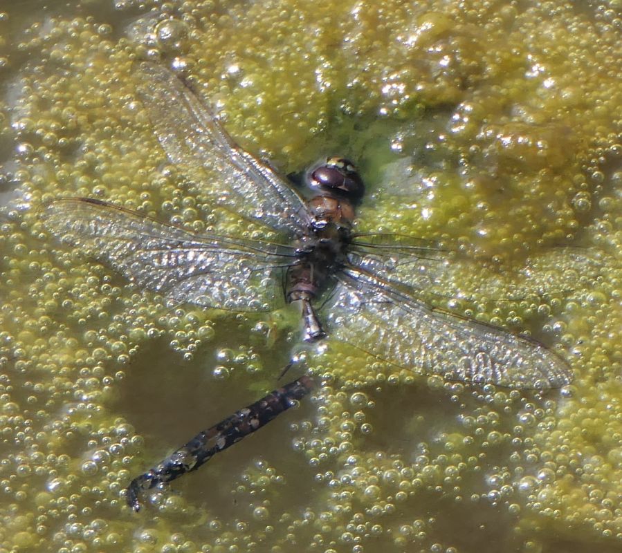 Aeshna cyanea  - Fabio Angeli
