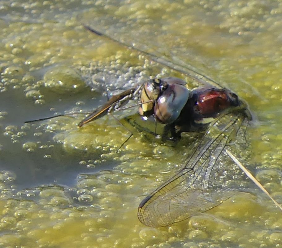 Aeshna cyanea  - Fabio Angeli