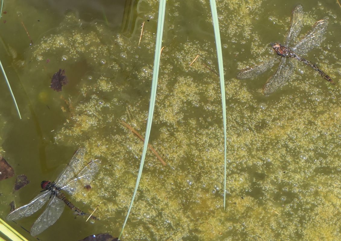 Aeshna cyanea  - Fabio Angeli