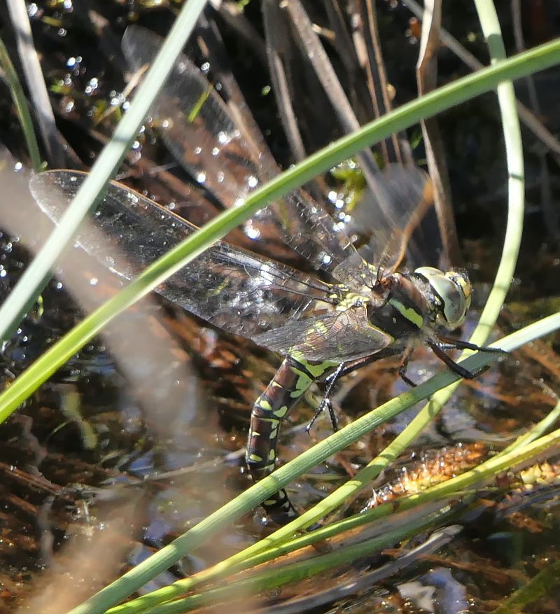 Moorland Hawker  - Fabio Angeli