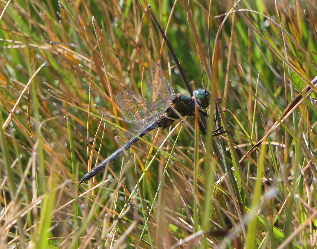 Somatochlora arctica  - Fabio Angeli