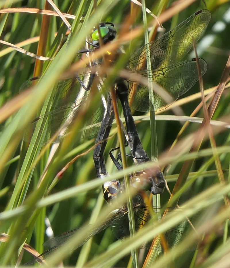 Somatochlora arctica  - Fabio Angeli