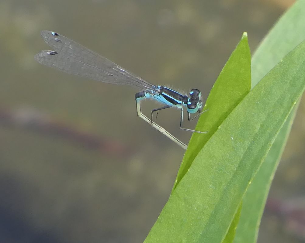 Ischnura elegans  - Fabio Angeli