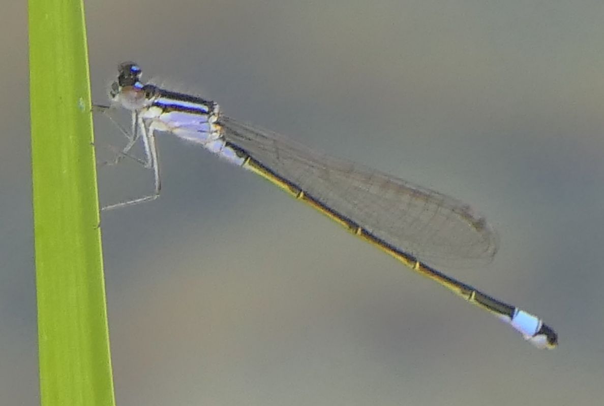 Ischnura elegans  - Fabio Angeli